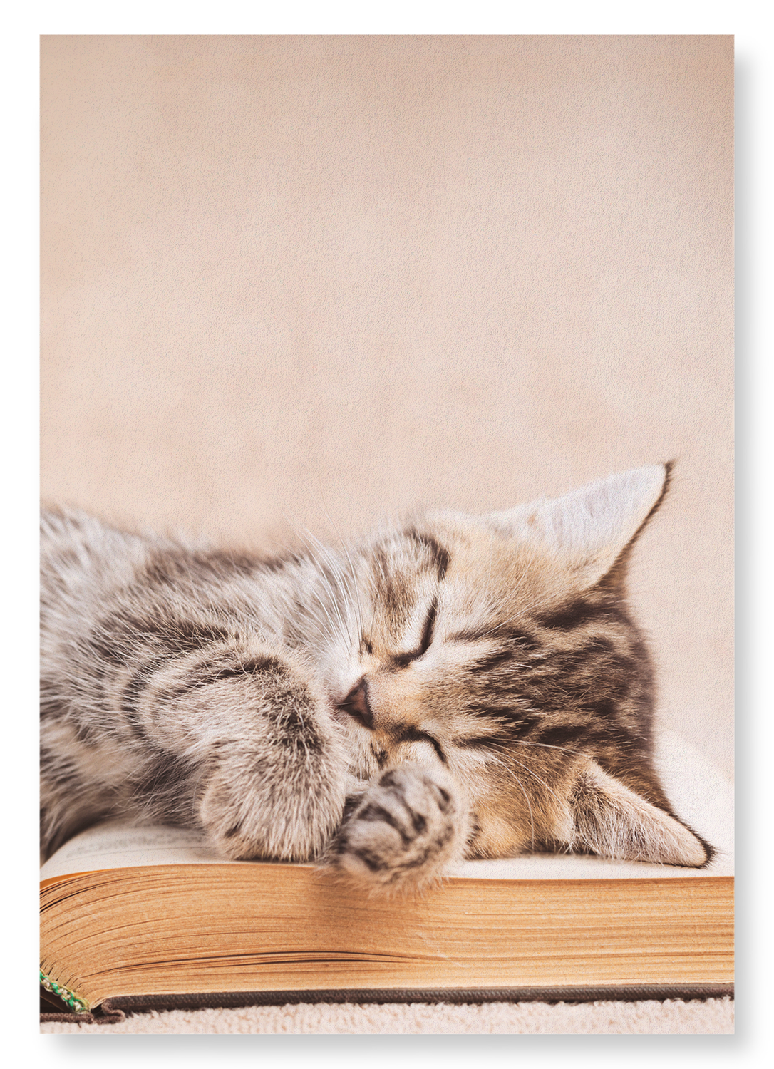 KITTEN SLEEPING ON A BOOK: Photo Art print