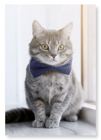 GROOMED KITTEN: Photo Art Print