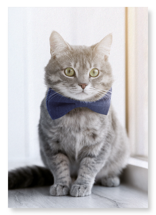 GROOMED KITTEN: Photo Art Print