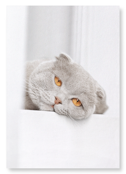 LAZY CAT: Photo Art Print