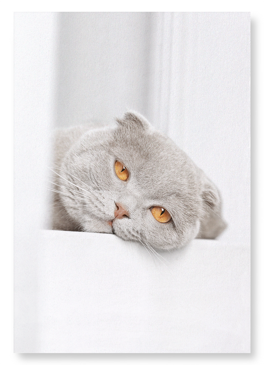 LAZY CAT: Photo Art Print