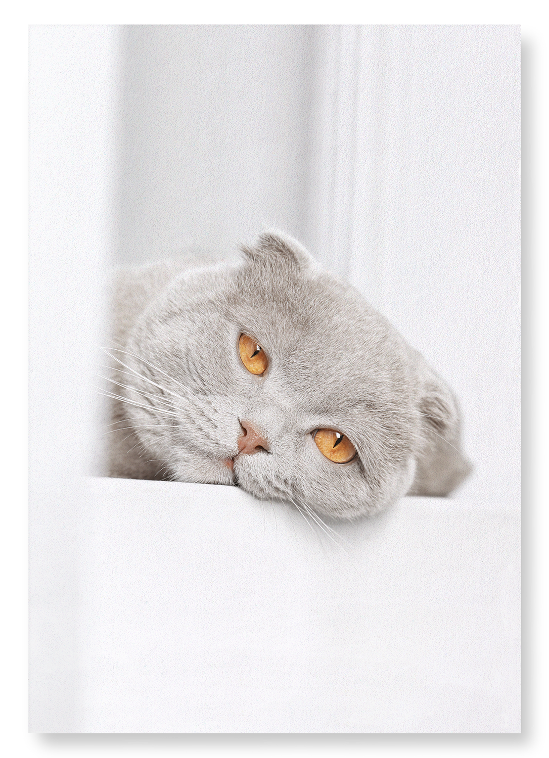 LAZY CAT: Photo Art print