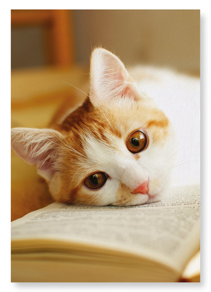 GINGER CAT AND BOOK: Photo Art Print