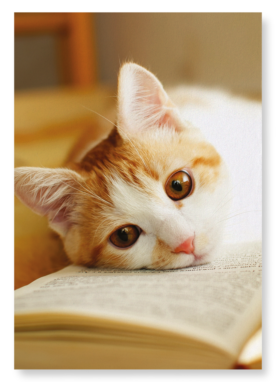 GINGER CAT AND BOOK: Photo Art print