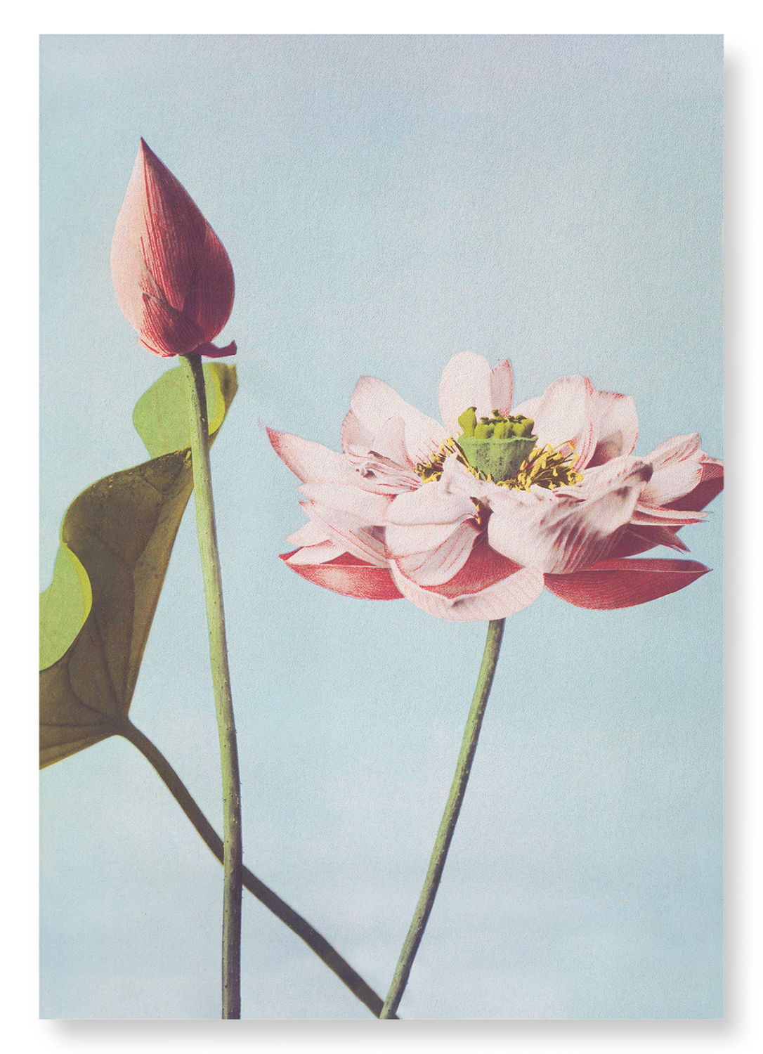 PHOTOMECHANICAL PRINT OF LOTUS FLOWERS (C.1890): Photo Art Print
