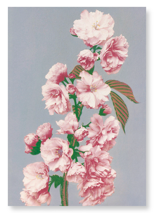 PHOTOMECHANICAL PRINT OF CHERRY BLOSSOM (C.1890): Photo Art Print