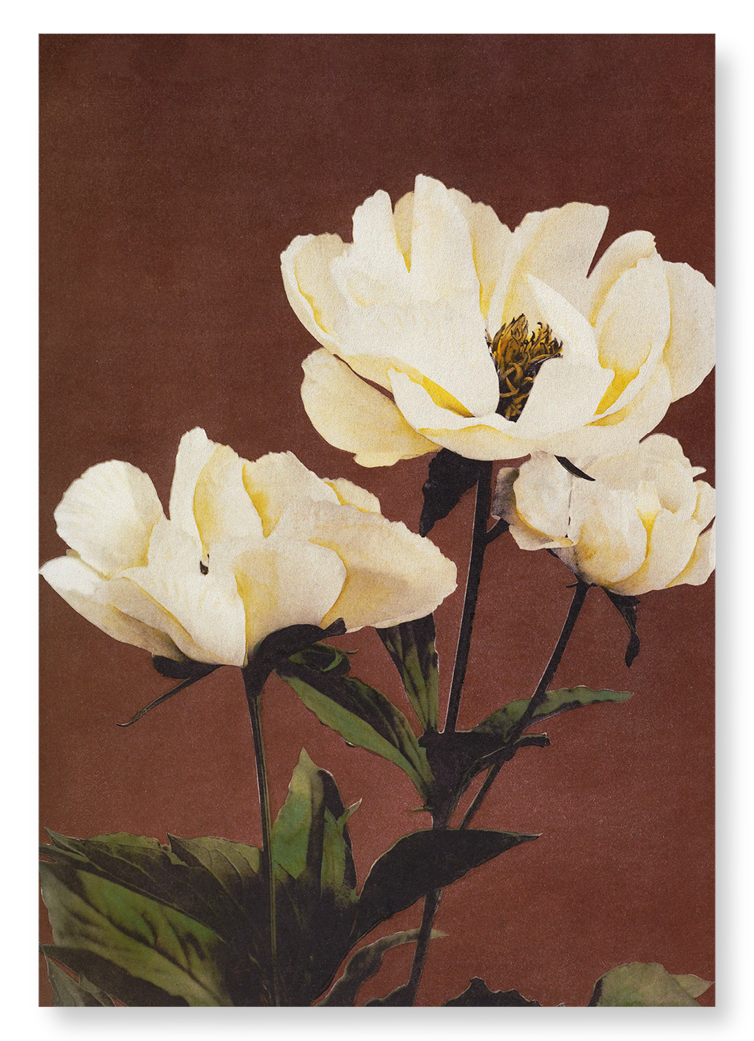 PHOTOMECHANICAL PRINT OF HÆRDACEOUS PEONIES (C.1890): Photo Art Print
