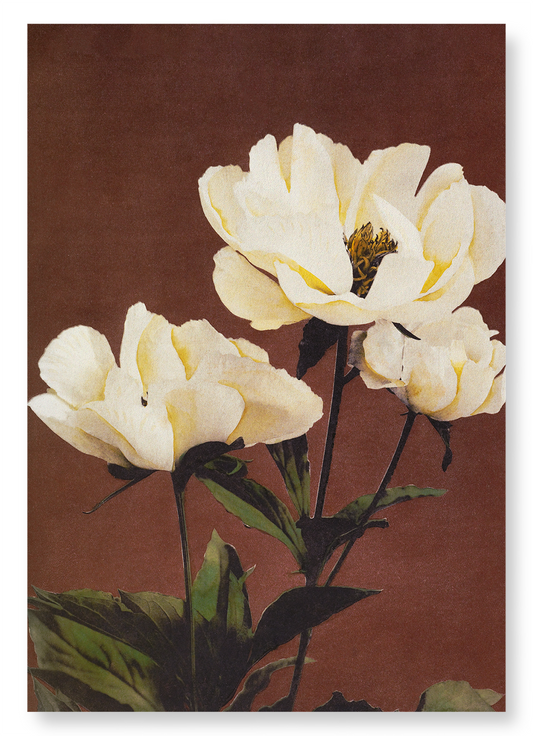 PHOTOMECHANICAL PRINT OF HÆRDACEOUS PEONIES (C.1890): Photo Art Print