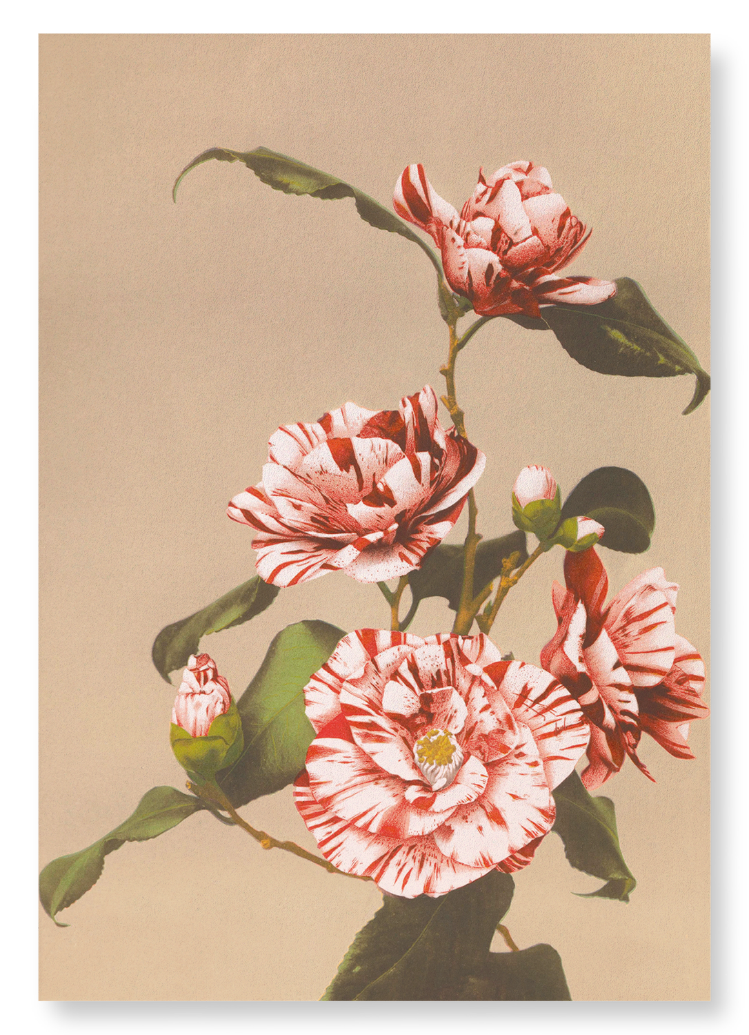 PHOTOMECHANICAL PRINT OF CAMELLIAS (C.1890): Photo Art Print