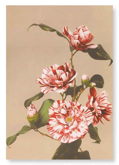 PHOTOMECHANICAL PRINT OF CAMELLIAS (C.1890): Photo Art Print