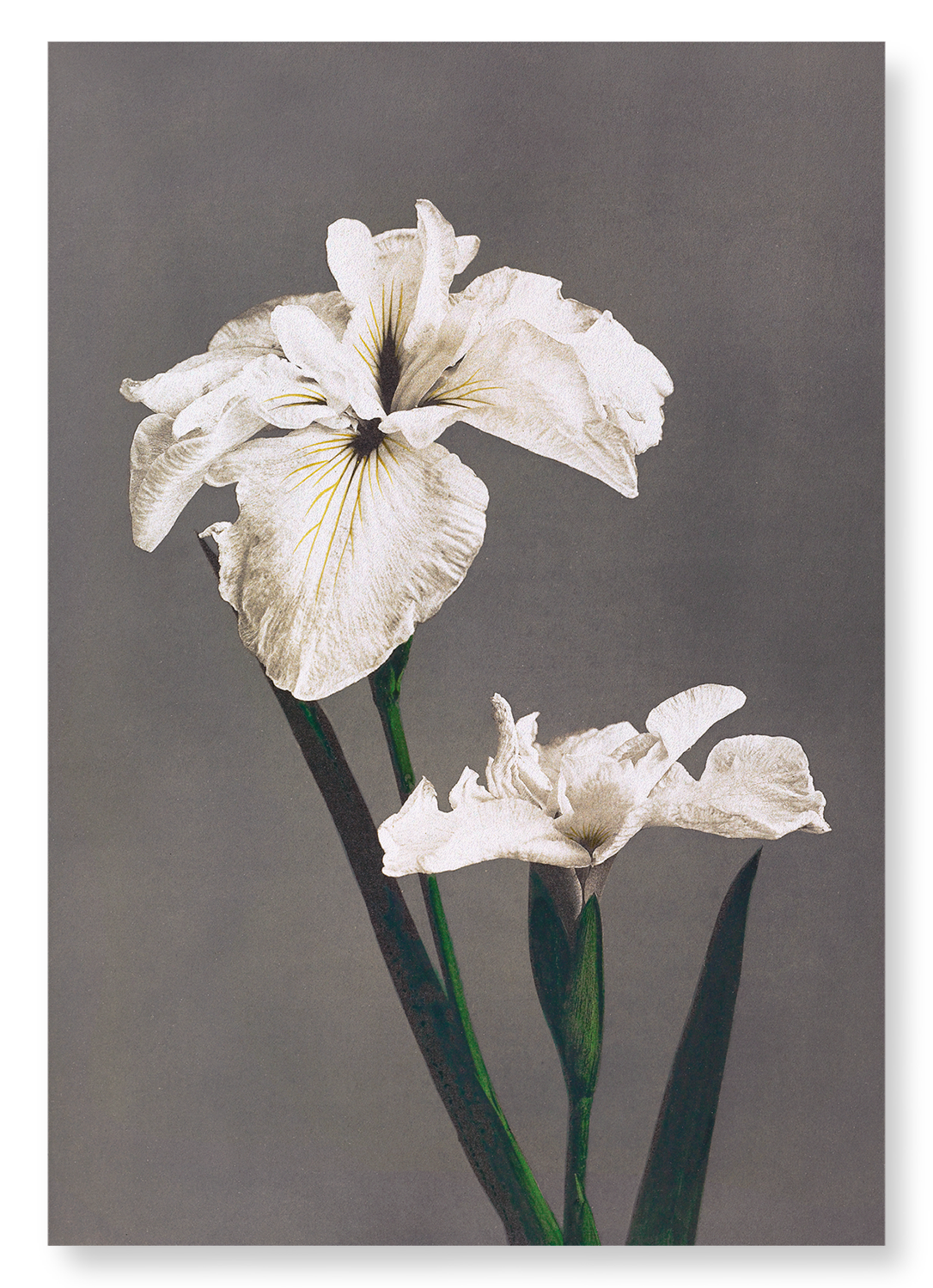 PHOTOMECHANICAL PRINT OF IRIS KÆMPFERI (1896): Photo Art Print