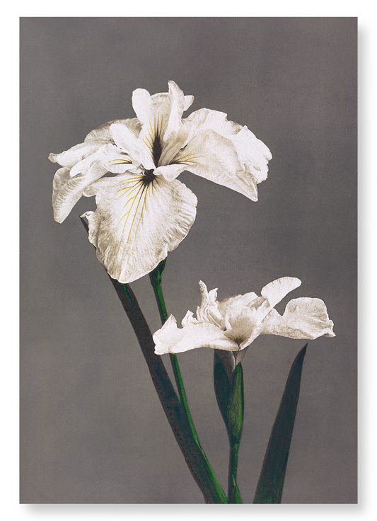 PHOTOMECHANICAL PRINT OF IRIS KÆMPFERI (1896): Photo Art Print