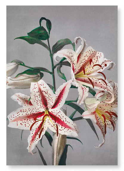PHOTOMECHANICAL PRINT OF LILIES (C.1890): Photo Art Print