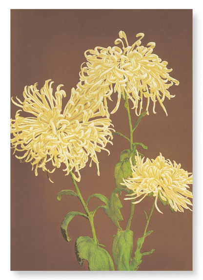 PHOTOMECHANICAL PRINT OF CHRYSANTHEMUMS (C.1890): Photo Art Print
