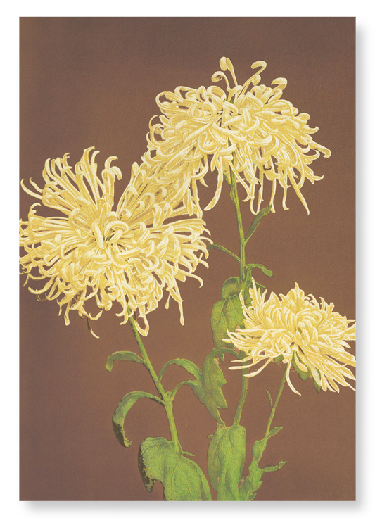 PHOTOMECHANICAL PRINT OF CHRYSANTHEMUMS (C.1890): Photo Art Print