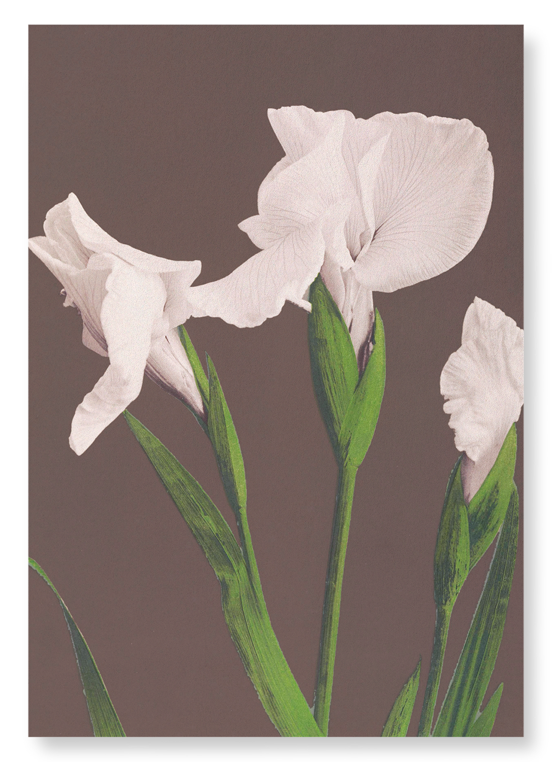 PHOTOMECHANICAL PRINT OF WHITE IRISES (C.1890): Photo Art Print