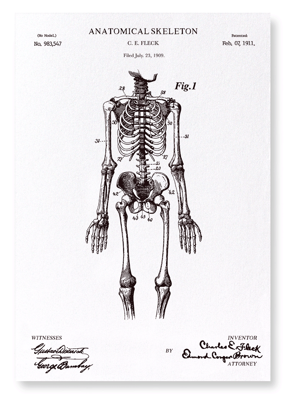 PATENT OF ANATOMICAL FULL SKELETON (1911): Patent Art Print – Ezen Trade