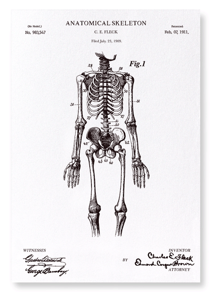 PATENT OF ANATOMICAL FULL SKELETON (1911): Patent Art Print