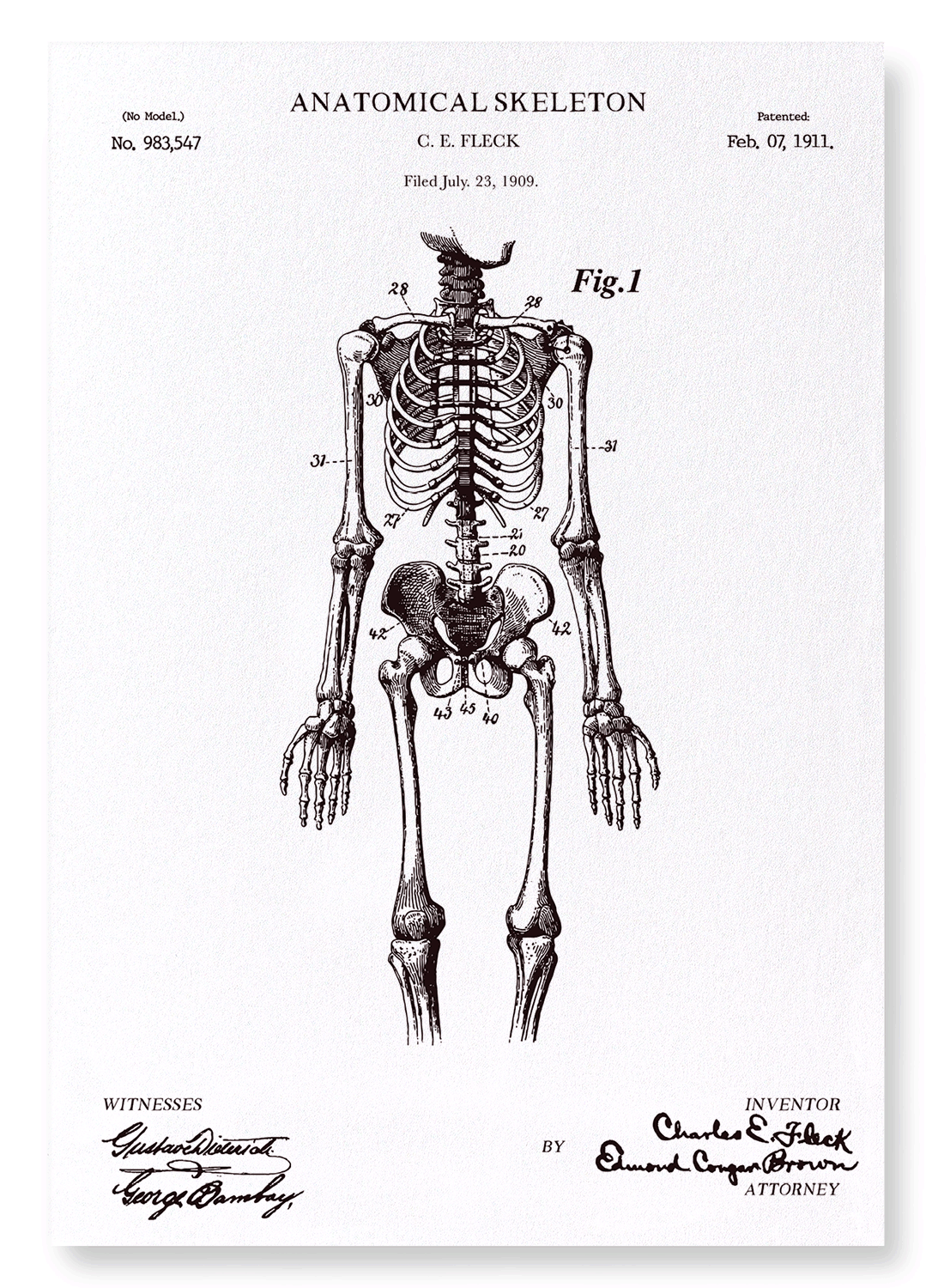 PATENT OF ANATOMICAL FULL SKELETON (1911): Patent Art Print