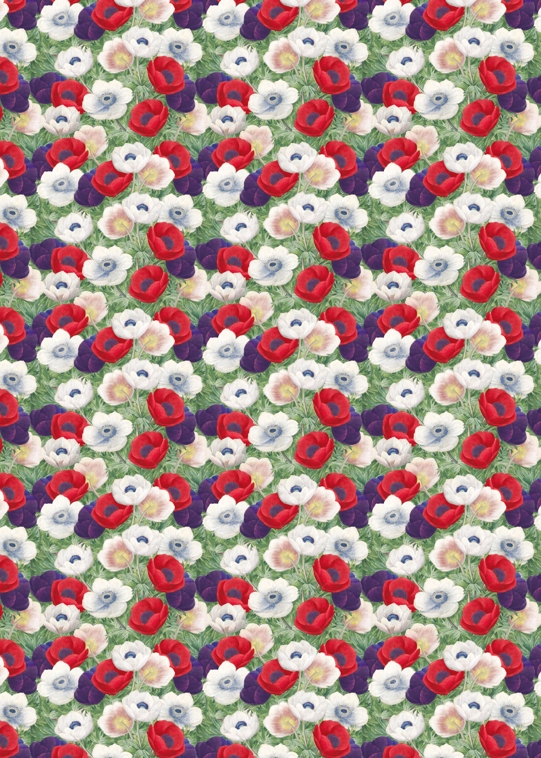 ANEMONE:  Wrapping Paper