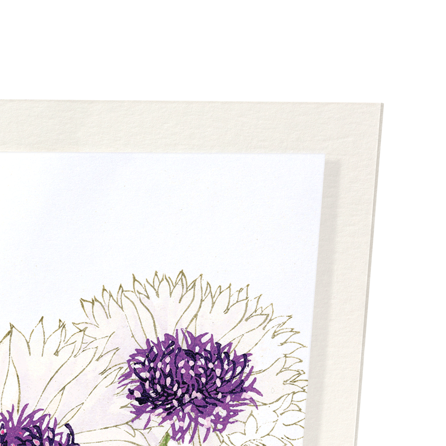 CORNFLOWER: Botanical Art Print