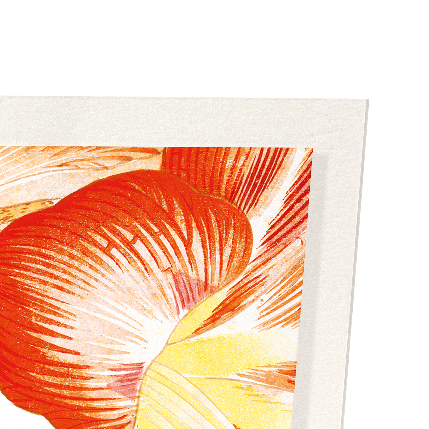 AMARYLLIS: Botanical Art Print