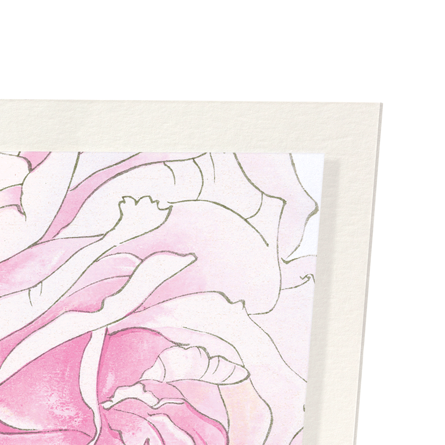 PINK ROSE: Botanical Art Print