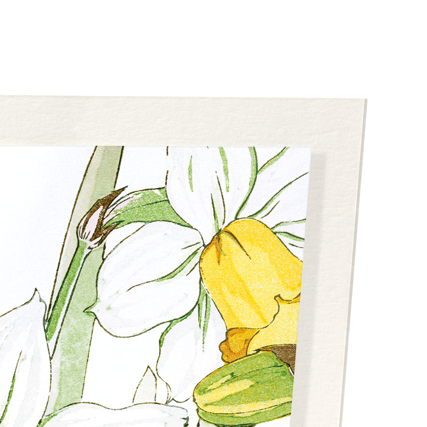 DAFFODIL: Botanical Art Print