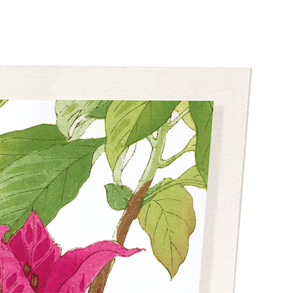 BOUGAINVILLEA: Botanical Art Print