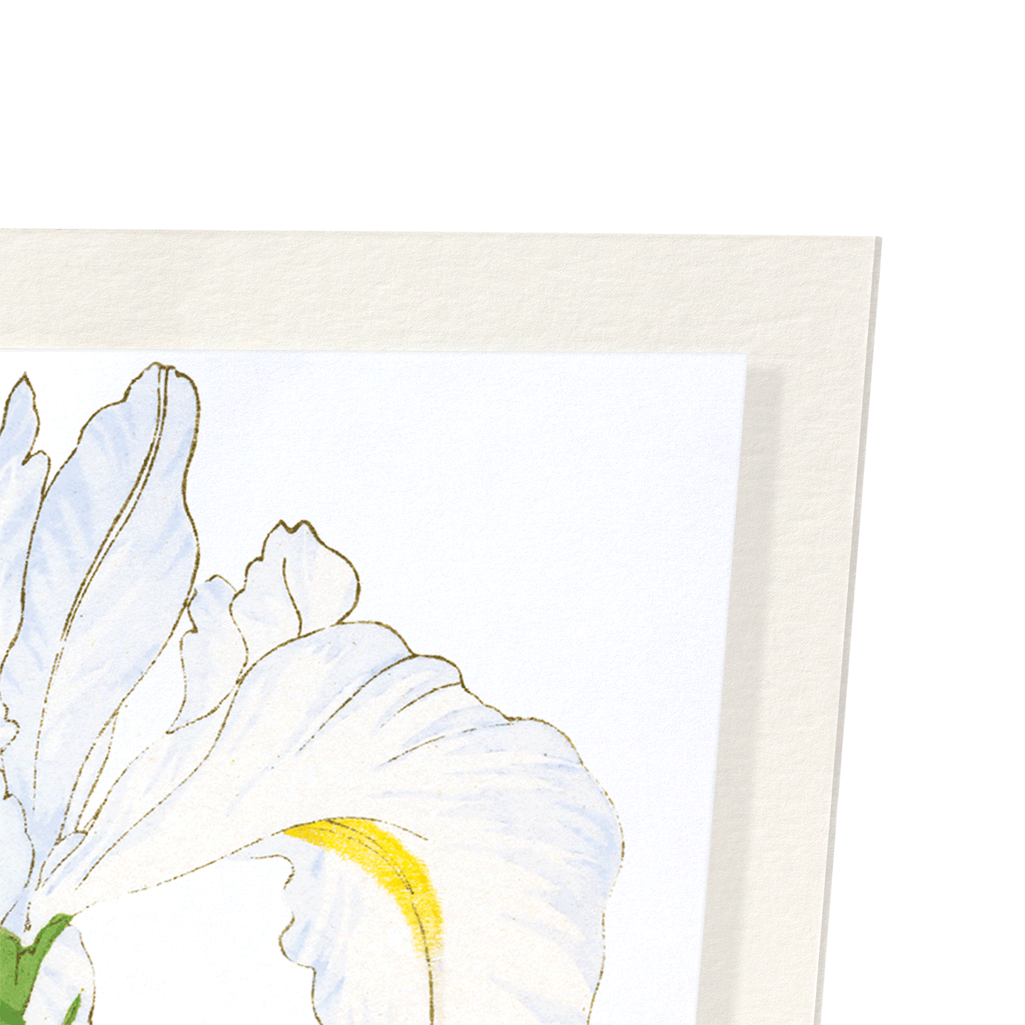 IRIS: Botanical Art Print