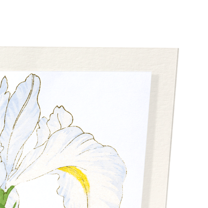 IRIS: Botanical Art Print