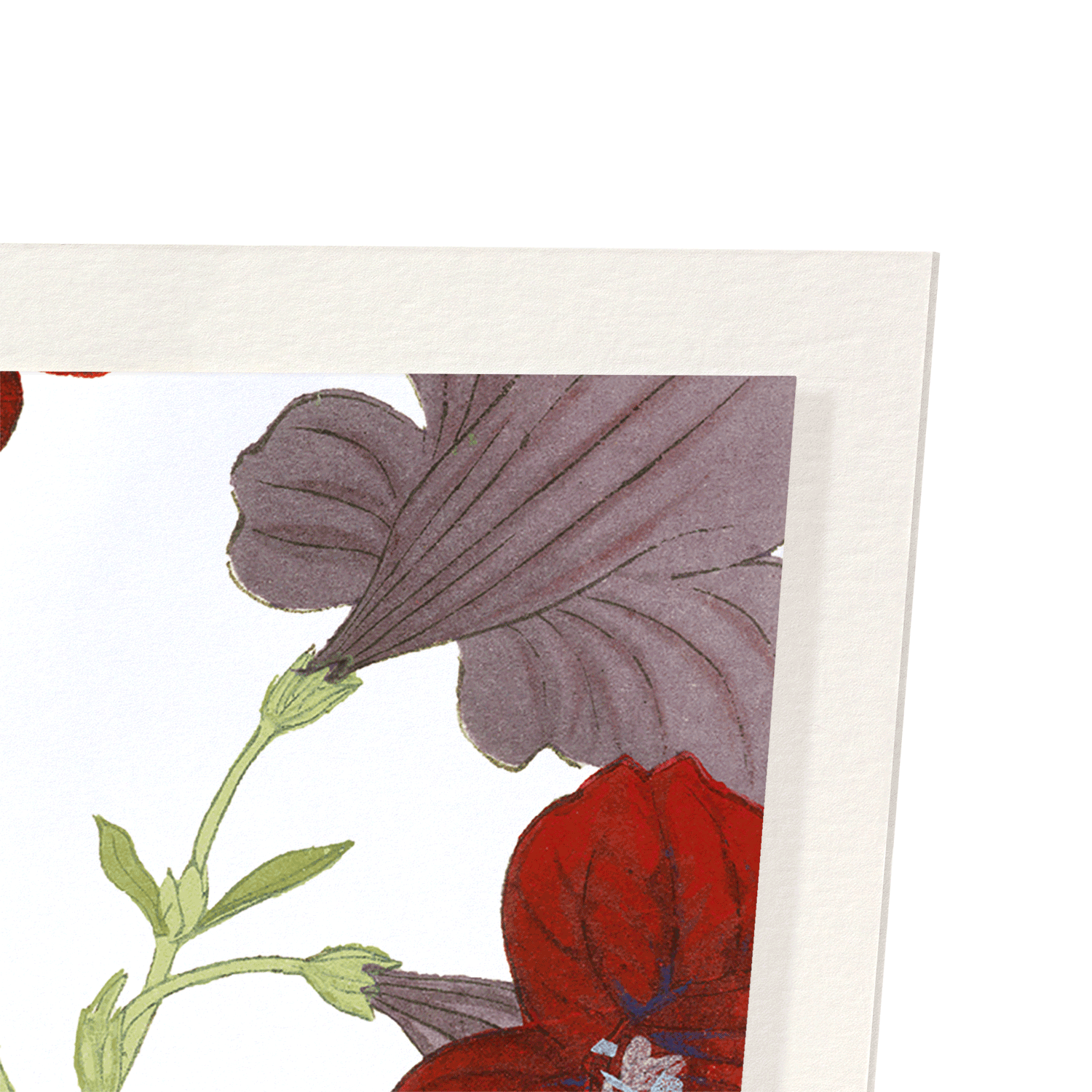 PETUNIA FLOWER: Botanical Art Print