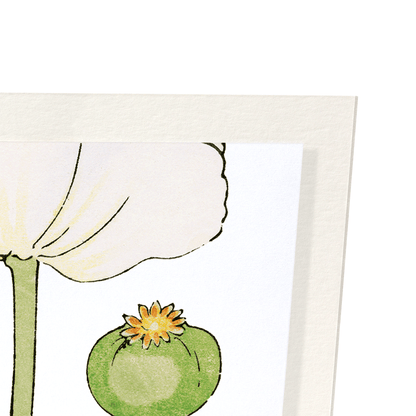 POPPY: Botanical Art Print