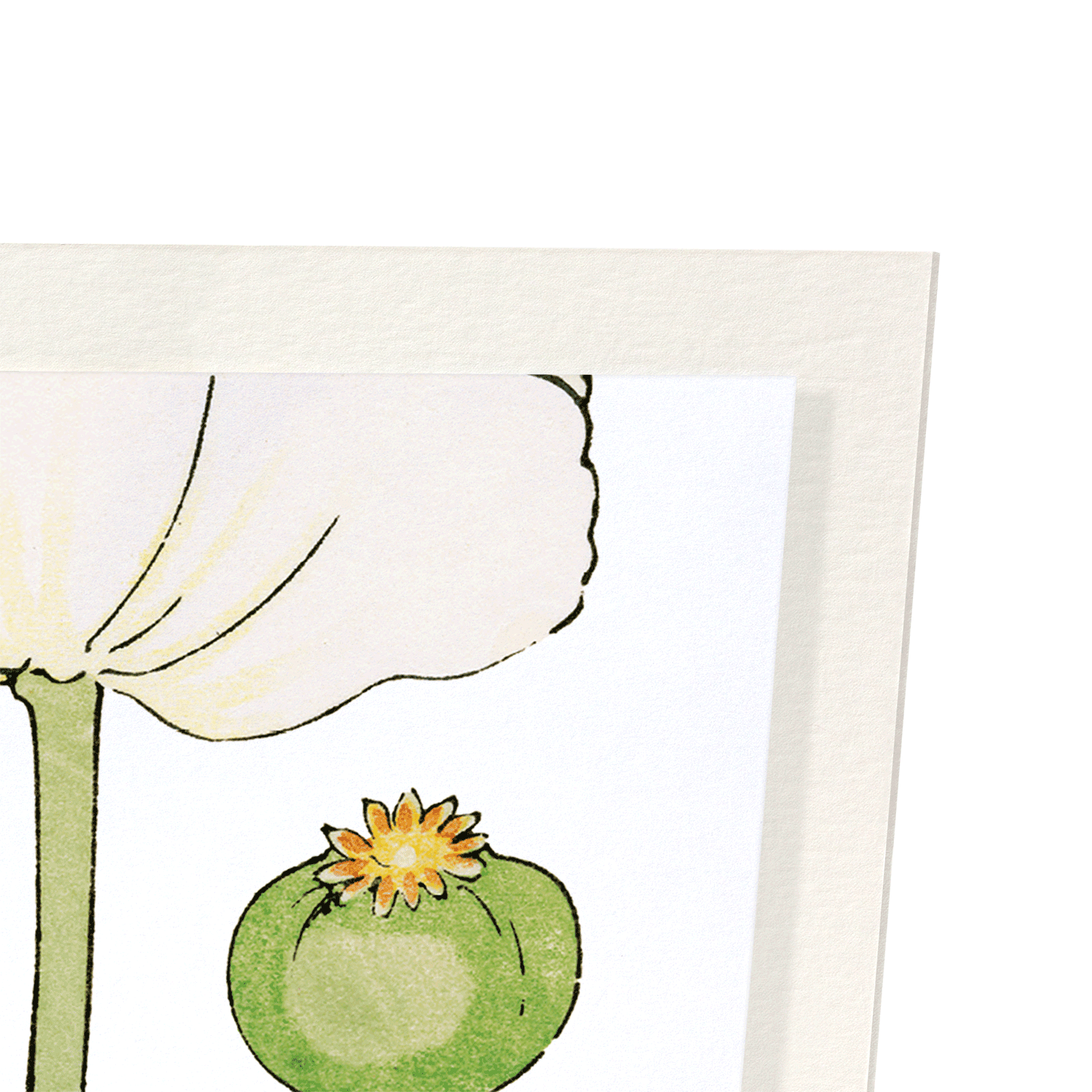 POPPY: Botanical Art Print