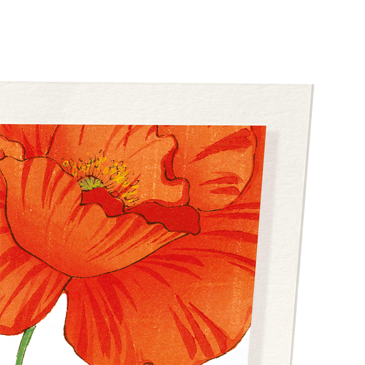 THREE POPPIES: Botanical Art Print