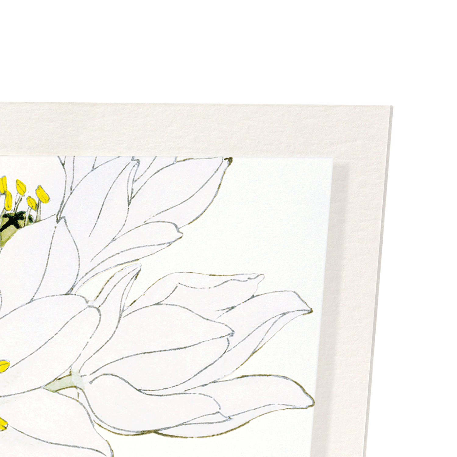 SCILLA FLOWER: Botanical Art Print