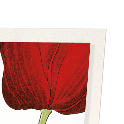 TULIP: Botanical Art Print