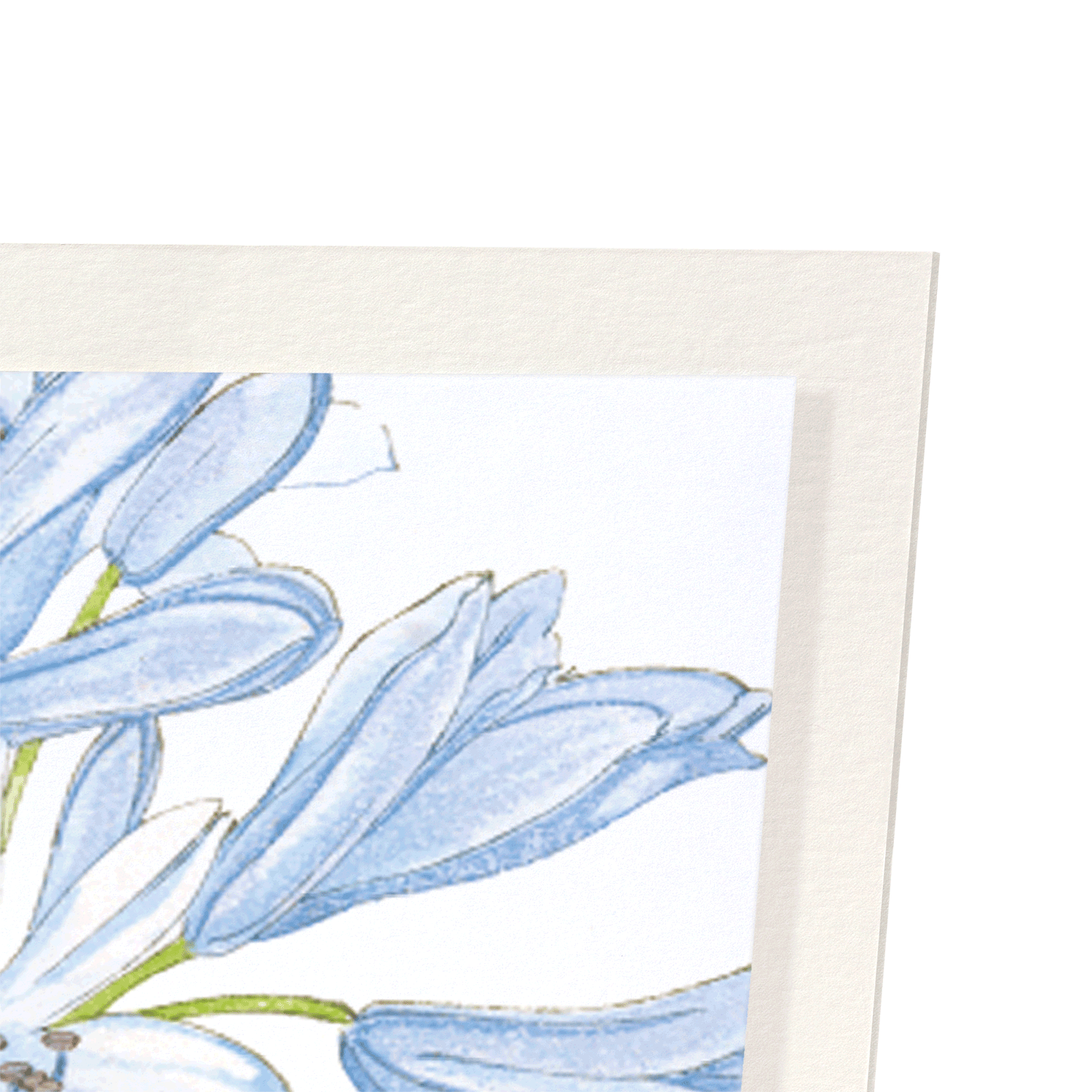 AGAPANTHUS: Botanical Art Print