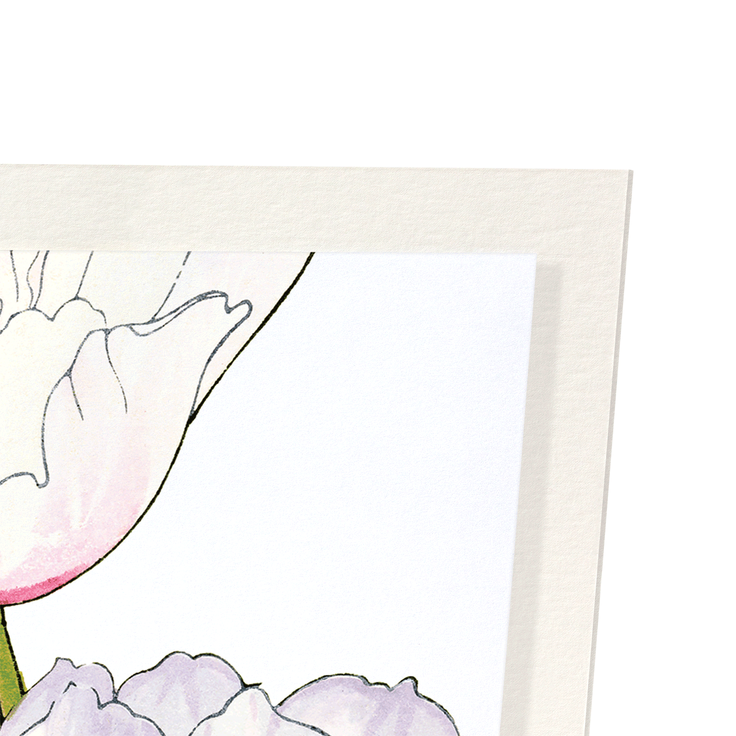 ANEMONE: Botanical Art Print