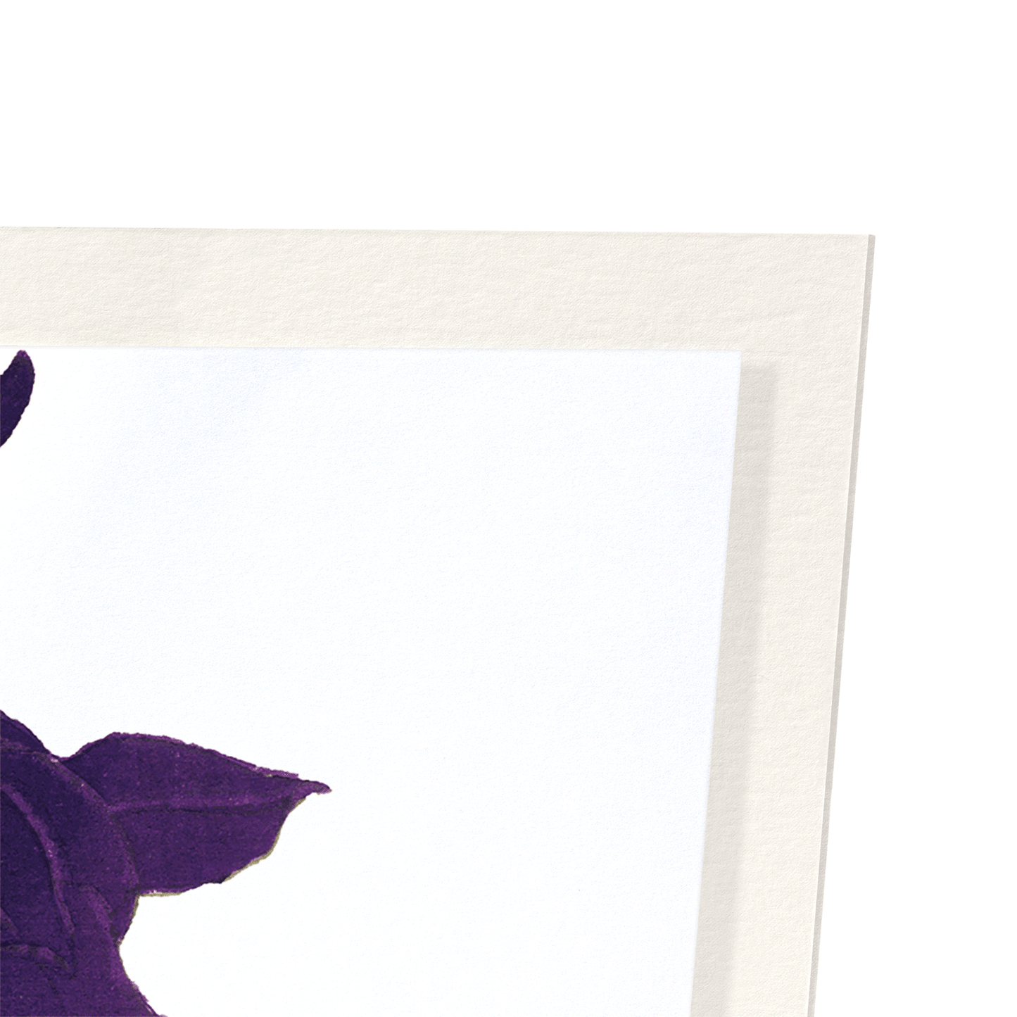 AQUILEGIA: Botanical Art Print