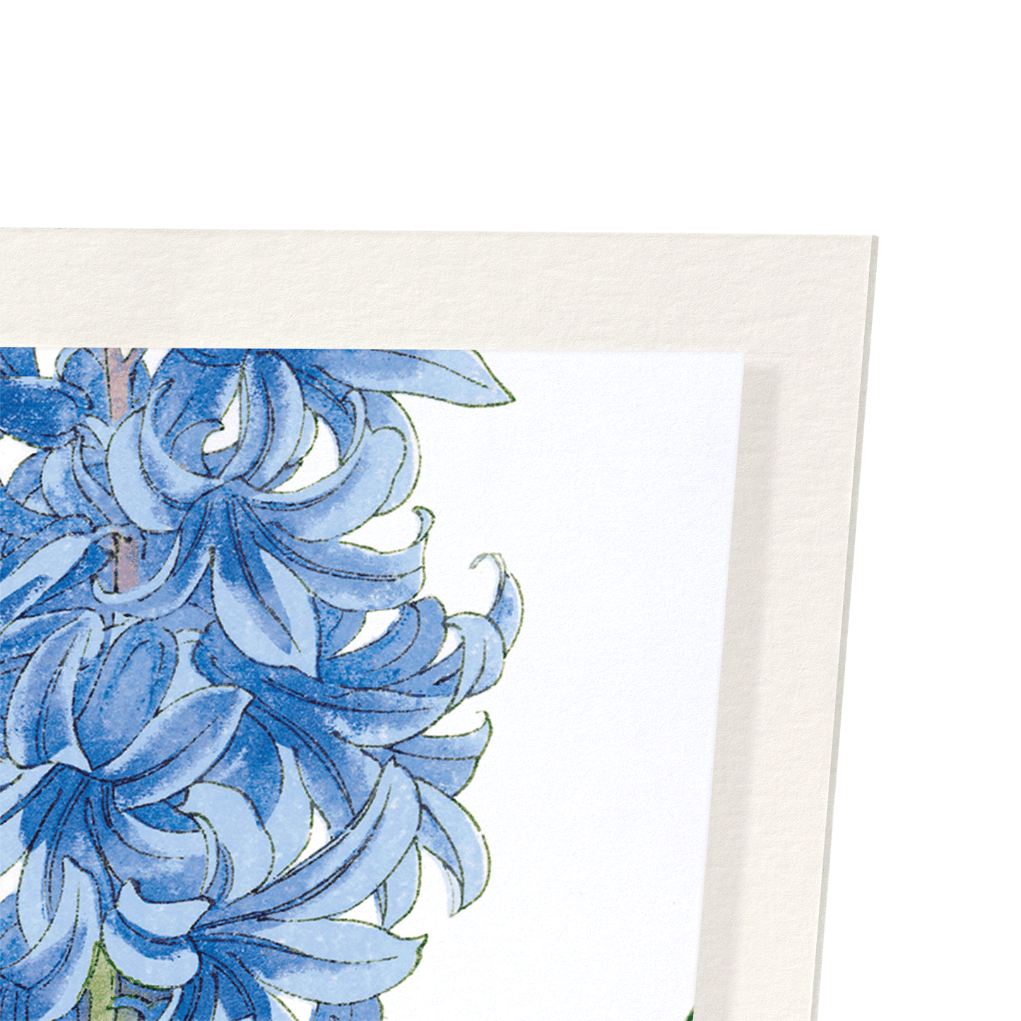 HYACINTH: Botanical Art Print