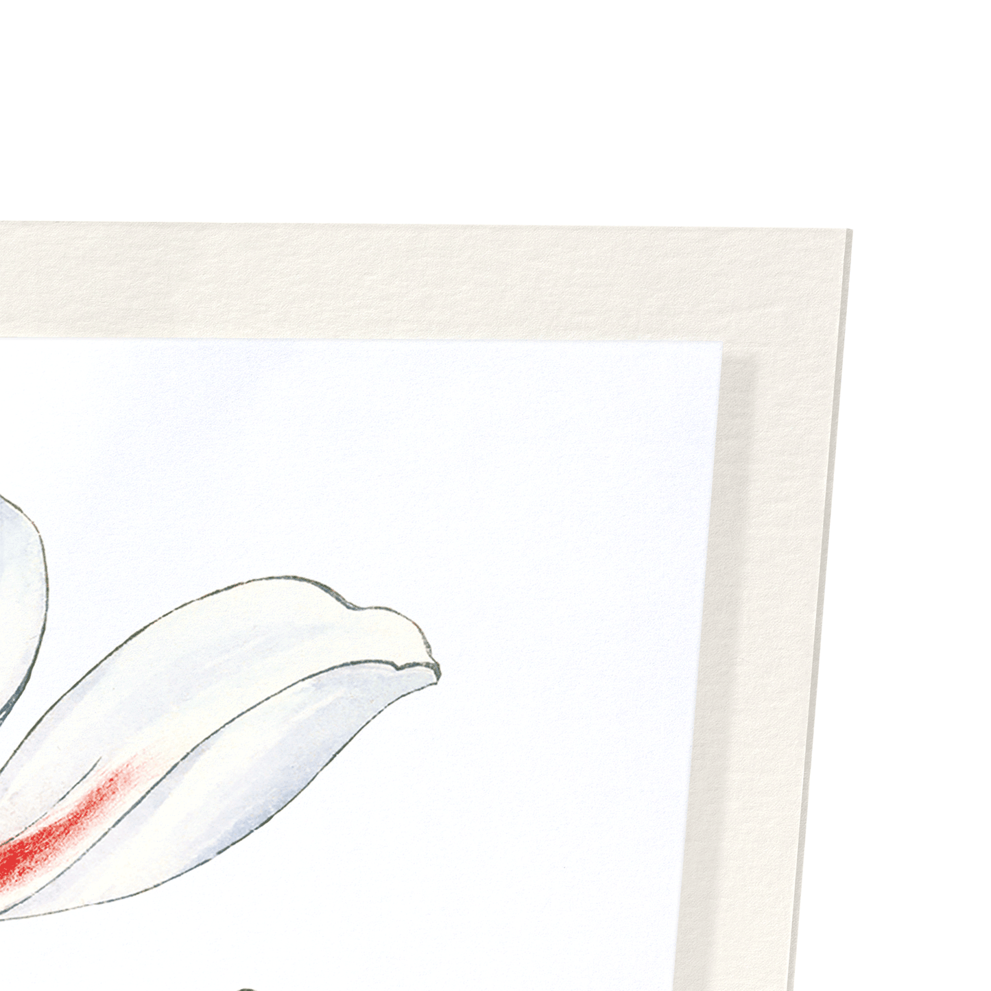 BLUE AND RED ANEMONE: Botanical Art Print