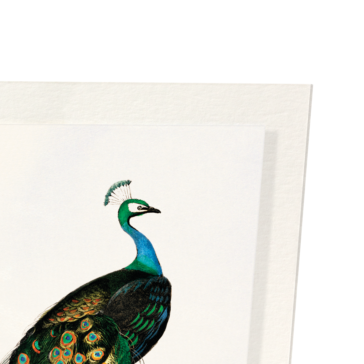 INDIAN PEAFOWL (MID 17TH C.): Painting Art Print