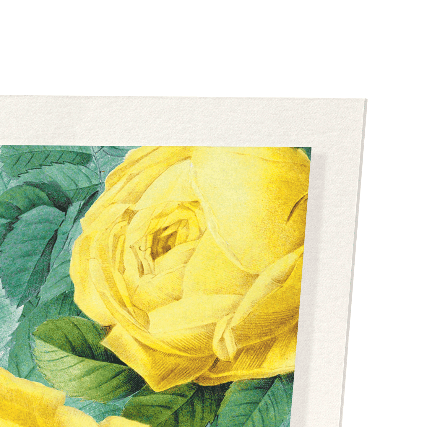 ROSA SULFUREA: Pattern Art Print