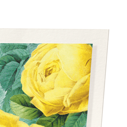 ROSA SULFUREA: Pattern Art Print