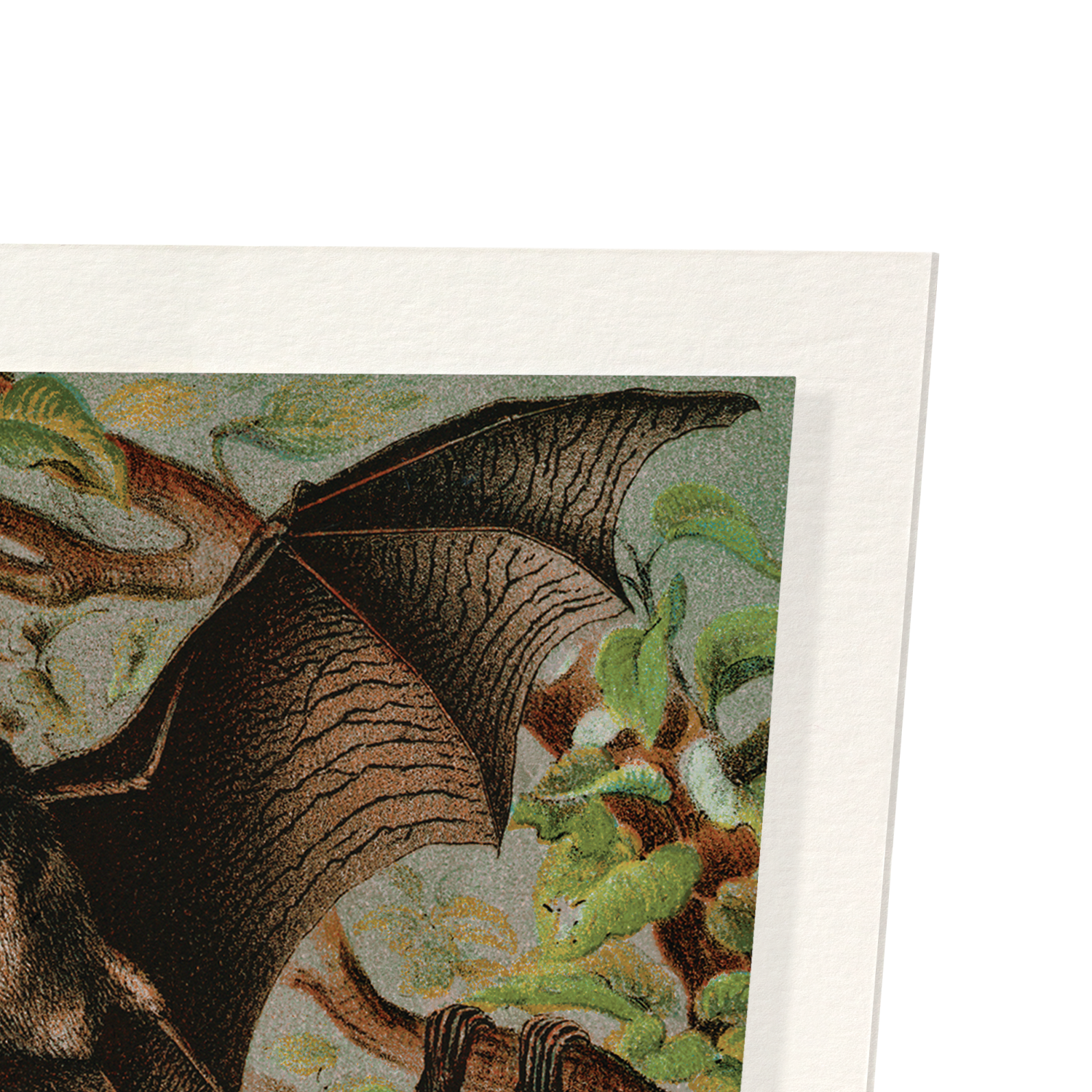 VARIOUS BATS (1880): Painting Art Print