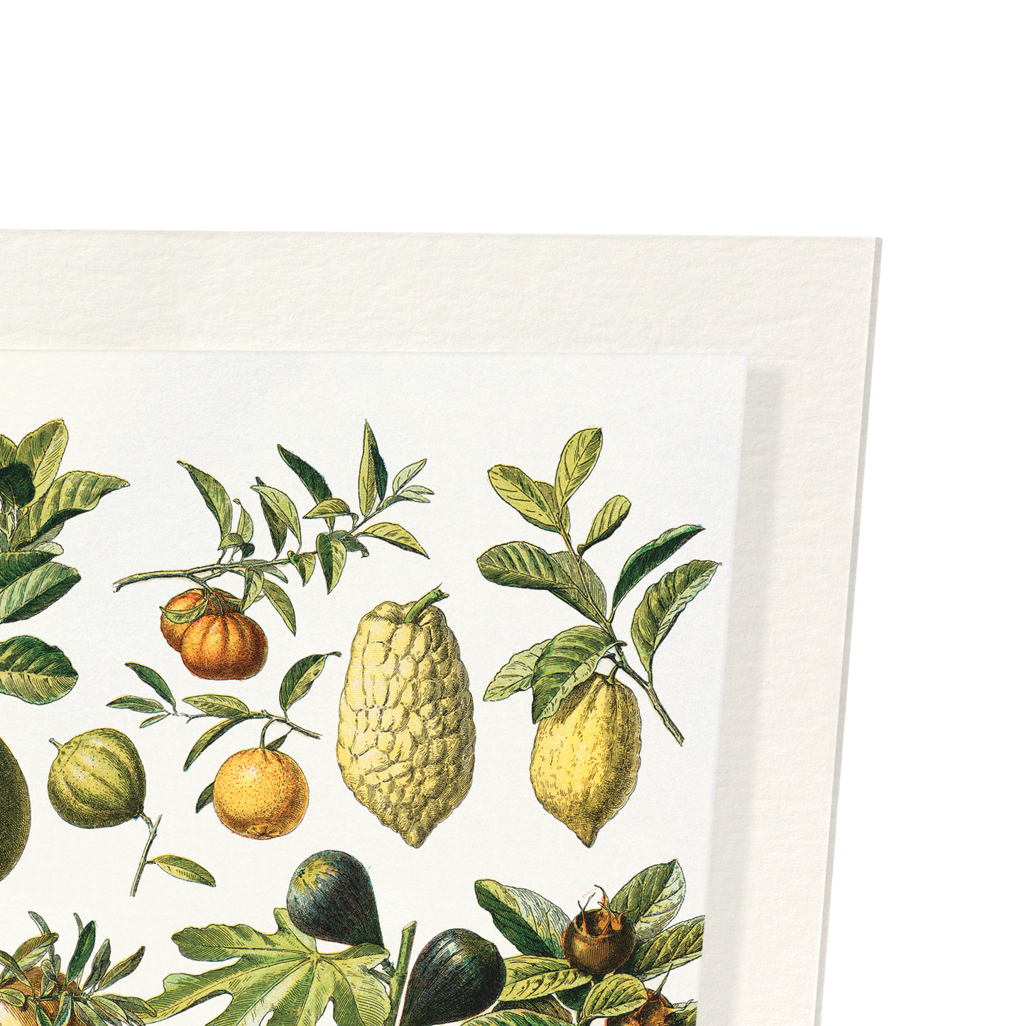 FRUITS (1898): Painting Art Print