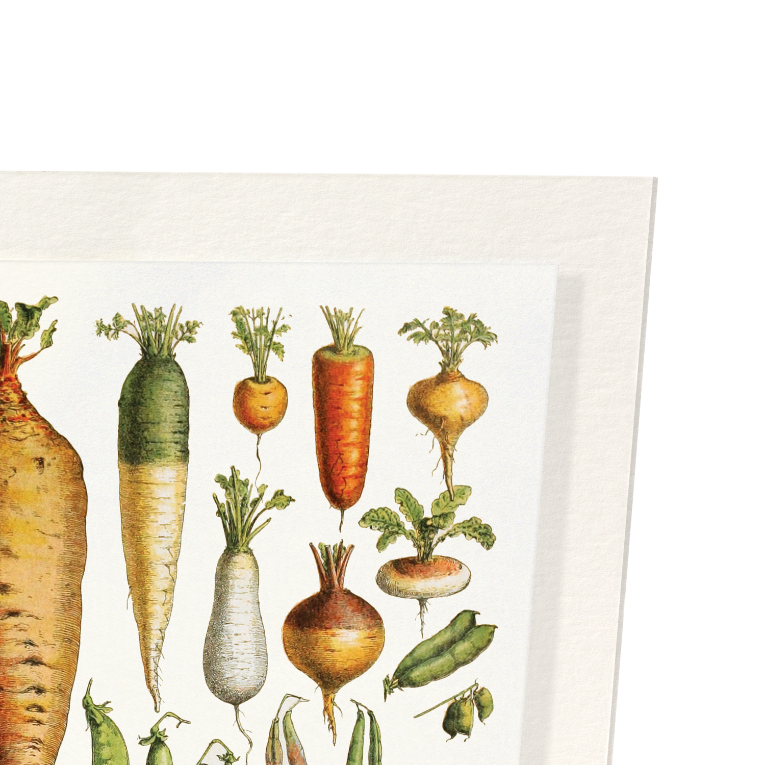 GARDEN VEGETABLES (1922): Painting Art Print