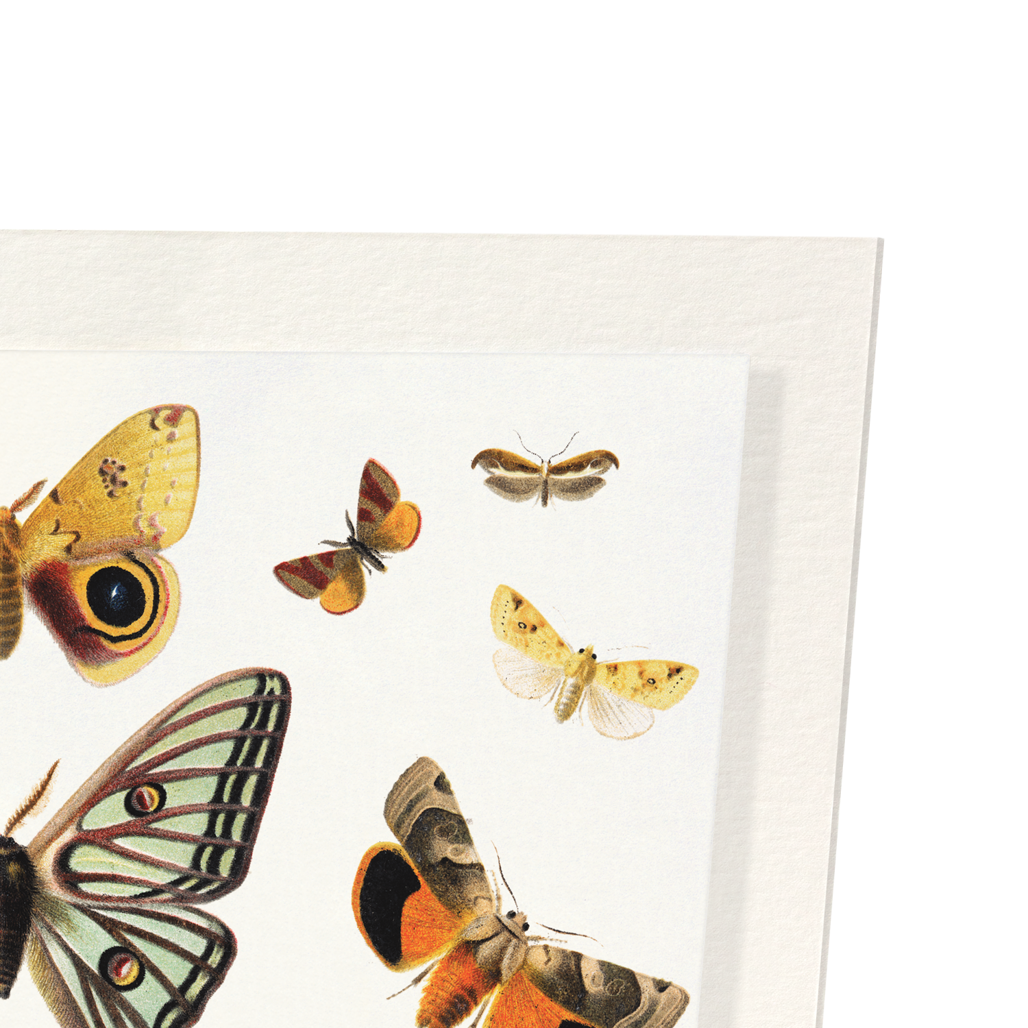 BUTTERFLY AND MOTH (1894): Painting Art Print