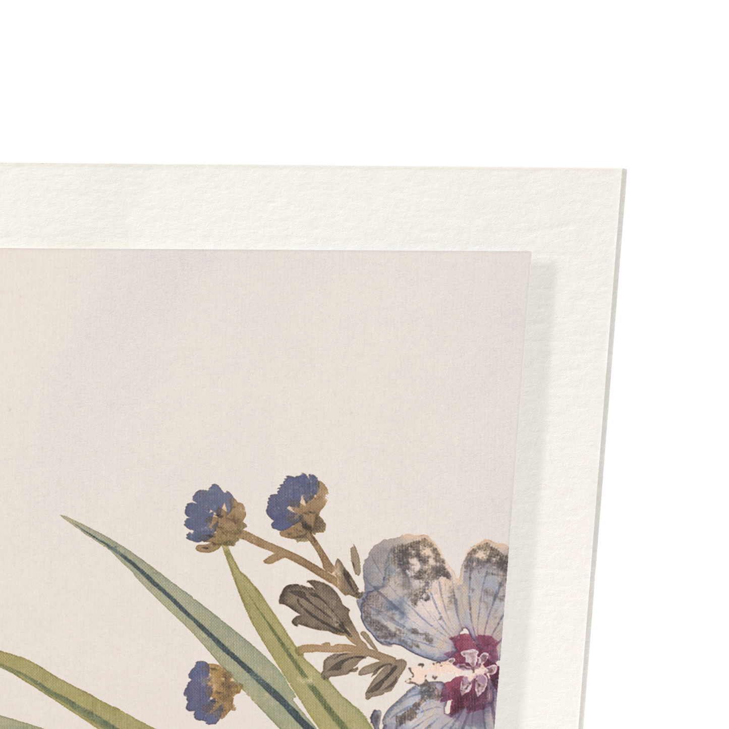 FLOWER AND TOAD (19TH C): Animal (other) Art Print
